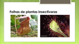 Folhas de plantas insectívoras
 
