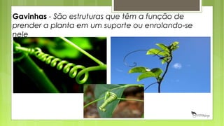 Gavinhas - São estruturas que têm a função de
prender a planta em um suporte ou enrolando-se
nele
 