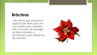 Brácteas
São folhas que possuem o
aspecto de flores, pois em
sua maioria são coloridas.
Têm a função de proteger
as flores isoladas, e
funcionam como elemento
de atração.
 