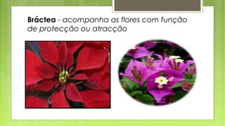 Bráctea - acompanha as flores com função
de protecção ou atracção
 