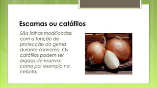 Escamas ou catáfilos
São folhas modificadas
com a função de
protecção da gema
durante o inverno. Os
catáfilos podem ser
órgãos de reserva,
como por exemplo na
cebola.
 
