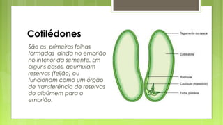 Cotilédones
São as primeiras folhas
formadas ainda no embrião
no interior da semente. Em
alguns casos, acumulam
reservas (feijão) ou
funcionam como um órgão
de transferência de reservas
do albúmem para o
embrião.
 