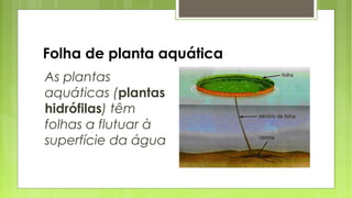 Folha de planta aquática
As plantas
aquáticas (plantas
hidrófilas) têm
folhas a flutuar à
superfície da água
 