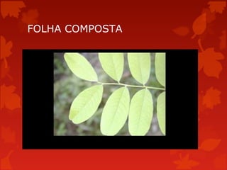 FOLHA COMPOSTA
 