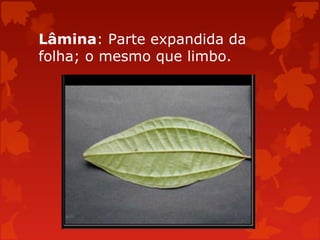 Lâmina: Parte expandida da
folha; o mesmo que limbo.
 