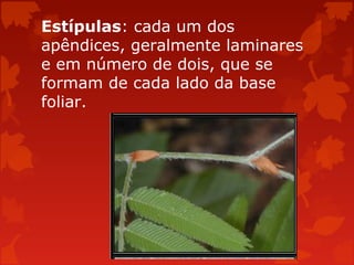 Estípulas: cada um dos
apêndices, geralmente laminares
e em número de dois, que se
formam de cada lado da base
foliar.
 