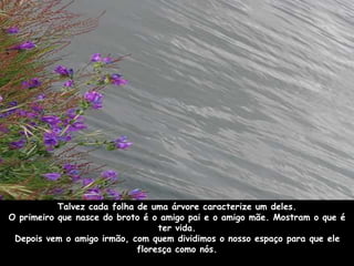 Talvez cada folha de uma árvore caracterize um deles. 
O primeiro que nasce do broto é o amigo pai e o amigo mãe. Mostram o que é 
ter vida. 
Depois vem o amigo irmão, com quem dividimos o nosso espaço para que ele 
floresça como nós. 
 