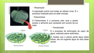 Respiração
A respiração ocorre com todas as células vivas. É o
processo realizado para se obter energia.
Fotossíntese
A Fotossíntese é o processo pelo qual a planta
produz o alimento que necessita com auxílio da luz
solar.
 Transpiração
É o processo de eliminação de vapor de
água, realizado pelos estômatos.
À medida que a planta perde água pelas
folhas, ela vai sugando água do solo pelas
raízes.
 