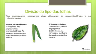 Divisão do tipo das folhas
Nas angiospermas observamos duas diferenças: as monocotiledôneas e as
dicotiledôneas.
Folhas paralelinérveas -
São comuns nas
angiospermas
monocotiledôneas. As
nervuras se apresentam
mais ou menos paralelas
entre si.
Folhas reticuladas -
Costumam ocorrer nas
angiospermas
dicotiledôneas. As
nervuras se ramificam,
formando uma espécie
de rede.
 