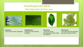 Uninérvea
( uma só nervura não ramificada)
Paralelinérvea
(várias nervuras principais
paralelas )
Peninérvea
( com uma nervura
principal donde partem várias
secundárias)
Palminérvea
( com várias nervuras principais
que saem da base da folha)
Pela disposição das Nervuras
Classificação das folhas :
13
 