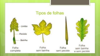 Tipos de folhas
 