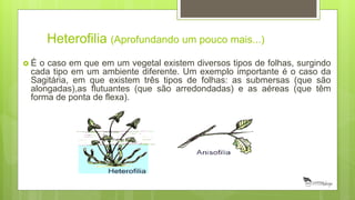 Heterofilia (Aprofundando um pouco mais...)
 É o caso em que em um vegetal existem diversos tipos de folhas, surgindo
cada tipo em um ambiente diferente. Um exemplo importante é o caso da
Sagitária, em que existem três tipos de folhas: as submersas (que são
alongadas),as flutuantes (que são arredondadas) e as aéreas (que têm
forma de ponta de flexa).
 