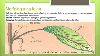 Morfologia da folha
Folha simples
As folhas são órgãos das plantas especializados em captação de luz e trocas gasosas com a atmosfera
para realizar a fotossíntese e respiração.
Bainha: forma-se no pecíolo, protege as gemas vegetativas.
Estípulas: formações geralmente duplas e pontiagudas que ficam junto a base da folha
 