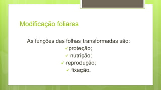 Modificação foliares
As funções das folhas transformadas são:
proteção;
 nutrição;
 reprodução;
 fixação.
 