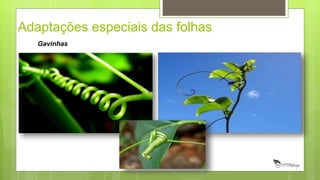 Adaptações especiais das folhas
Gavinhas
 