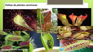 Folhas de plantas carnívoras
Dionéia (Dionaea muscipula)
 