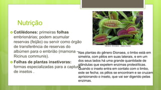 Nutrição
 Cotilédones: primeiras folhas
embrionárias; podem acumular
reservas (feijão) ou servir como órgão
de transferência de reservas do
albúmen para o embrião (mamona -
Ricinus communis).
 Folhas de plantas insetívoras:
formas especializadas para a captura
de insetos .
Nas plantas do gênero Dionaea, o limbo está em
simetria, com pêlos em suas laterais, e em um
dos seus lados há uma grande quantidade de
glândulas que expelem enzimas proteolíticas.
Quando o inseto entra em contato com o limbo,
este se fecha; os pêlos se encontram e se cruzam
aprisionando o inseto, que vai ser digerido pelas
enzimas.
 
