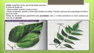 Limbo: superfície verde, percorrida pelas nervuras.
O limbo se divide em:
• folhas simples: quando o limbo é único.
• folhas compostas: quando o limbo está dividido em partes. Pecíolo: estrutura de sustentação da folha e
liga-a ao caule.
Folhas de dicotiledôneas geralmente são pecioladas, isto é, o limbo prende-se ao ramo caulinar por
meio de um pecíolo.
 