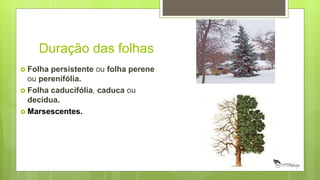 Duração das folhas
 Folha persistente ou folha perene
ou perenifólia.
 Folha caducifólia, caduca ou
decídua.
 Marsescentes.
 