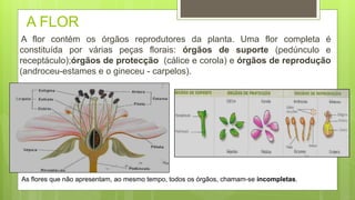 A FLOR
A flor contém os órgãos reprodutores da planta. Uma flor completa é
constituída por várias peças florais: órgãos de suporte (pedúnculo e
receptáculo);órgãos de protecção (cálice e corola) e órgãos de reprodução
(androceu-estames e o gineceu - carpelos).
As flores que não apresentam, ao mesmo tempo, todos os órgãos, chamam-se incompletas.
 