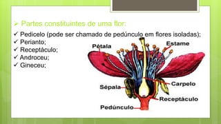  Partes constituintes de uma flor:
 Pedicelo (pode ser chamado de pedúnculo em flores isoladas);
 Perianto;
 Receptáculo;
 Androceu;
 Gineceu;
 