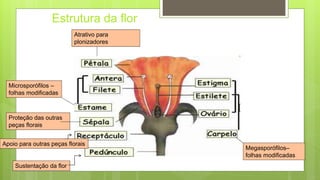 Estrutura da flor
Sustentação da flor
Proteção das outras
peças florais
Atrativo para
plonizadores
Microsporófilos –
folhas modificadas
Megasporófilos–
folhas modificadas
Apoio para outras peças florais
 