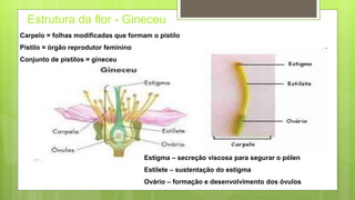 Estrutura da flor - Gineceu
Carpelo = folhas modificadas que formam o pistilo
Pistilo = órgão reprodutor feminino
Conjunto de pistilos = gineceu
Estigma – secreção viscosa para segurar o pólen
Estilete – sustentação do estigma
Ovário – formação e desenvolvimento dos óvulos
 