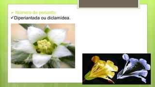  Número de perianto:
Diperiantada ou diclamídea.
 