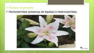  Número de perianto:
 Homoclamídea (presença de tépalas) e heteroclamídea.
 
