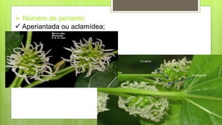  Número de perianto:
 Aperiantada ou aclamídea;
 