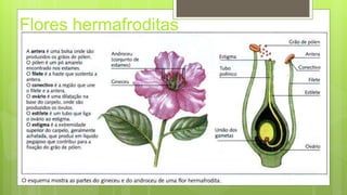 Flores hermafroditas
 