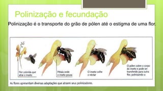Polinização e fecundação
Polinização é o transporte do grão de pólen até o estigma de uma flor.
 