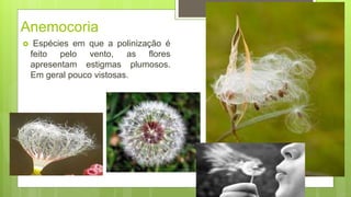 Anemocoria
 Espécies em que a polinização é
feito pelo vento, as flores
apresentam estigmas plumosos.
Em geral pouco vistosas.
 