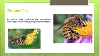 Entomofilia
A maioria das angiospermas apresentam
polinização por animais, principalmente insetos.
 