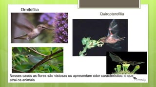 Nesses casos as flores são vistosas ou apresentam odor característico, o que
atrai os animais
Quiropterofilia
Ornitofilia
 