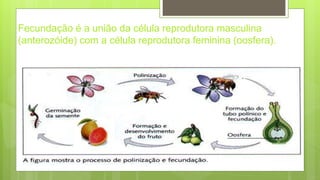 Fecundação é a união da célula reprodutora masculina
(anterozóide) com a célula reprodutora feminina (oosfera).
 