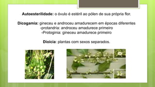 Autoesterilidade: o óvulo é estéril ao pólen de sua própria flor.
Dicogamia: gineceu e androceu amadurecem em épocas diferentes
-protandria: androceu amadurece primeiro
-Protoginia: gineceu amadurece primeiro
Dioicia: plantas com sexos separados.
 