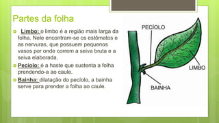Partes da folha
 Limbo: o limbo é a região mais larga da
folha. Nele encontram-se os estômatos e
as nervuras, que possuem pequenos
vasos por onde correm a seiva bruta e a
seiva elaborada.
 Pecíolo: é a haste que sustenta a folha
prendendo-a ao caule.
 Bainha: dilatação do pecíolo, a bainha
serve para prender a folha ao caule.
 