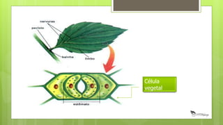 Célula
vegetal
 