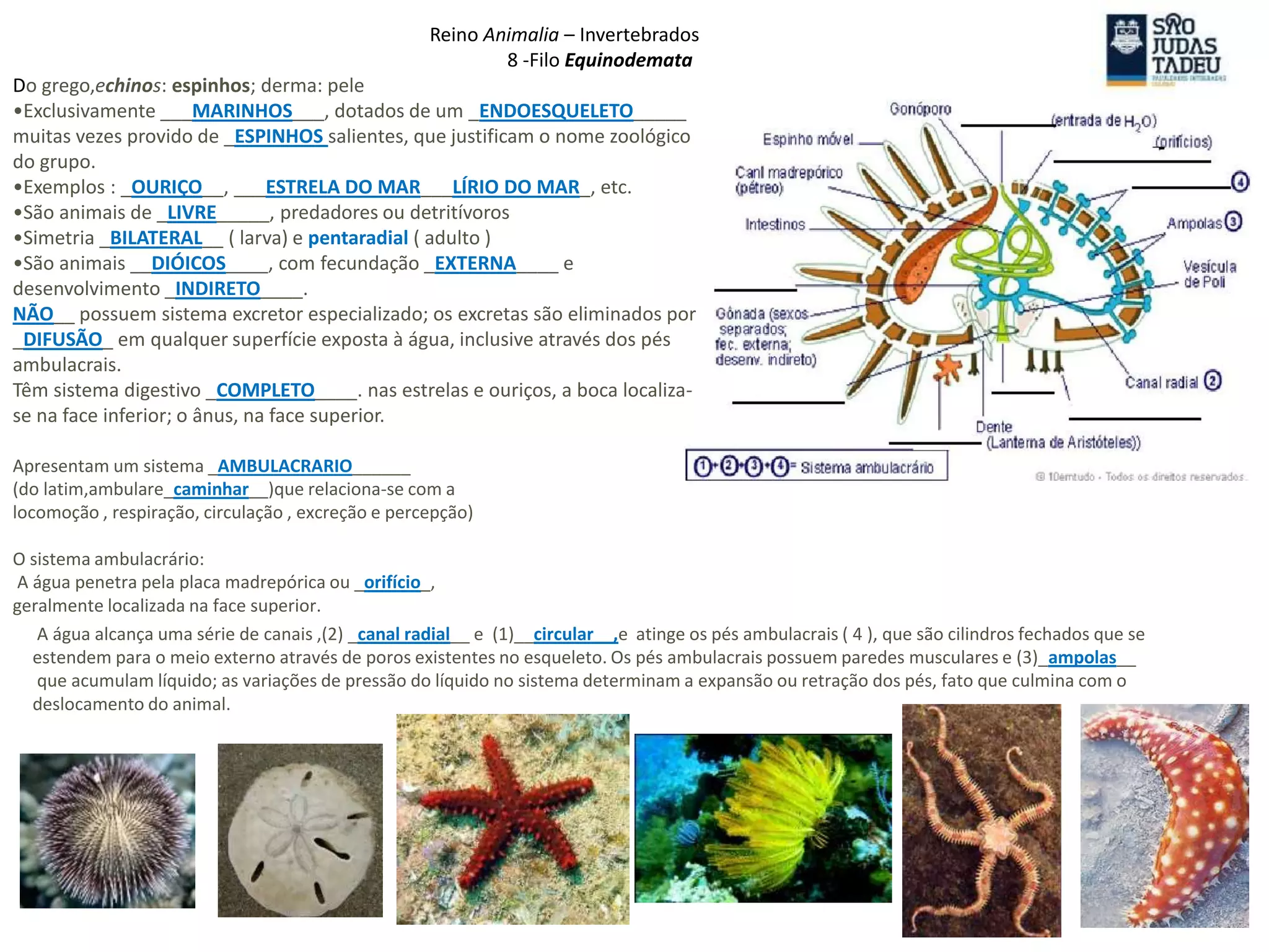 Reino Animalia – Invertebrados
8 -Filo Equinodemata
Do grego,echinos: espinhos; derma: pele
•Exclusivamente ___MARINHOS___, dotados de um _ENDOESQUELETO_____
muitas vezes provido de _ESPINHOS salientes, que justificam o nome zoológico
do grupo.
•Exemplos : _OURIÇO__, ___ESTRELA DO MAR___LÍRIO DO MAR_, etc.
•São animais de _LIVRE_____, predadores ou detritívoros
•Simetria _BILATERAL__ ( larva) e pentaradial ( adulto )
•São animais __DIÓICOS____, com fecundação _EXTERNA____ e
desenvolvimento _INDIRETO____.
NÃO__ possuem sistema excretor especializado; os excretas são eliminados por
_DIFUSÃO_ em qualquer superfície exposta à água, inclusive através dos pés
ambulacrais.
Têm sistema digestivo _COMPLETO____. nas estrelas e ouriços, a boca localiza-
se na face inferior; o ânus, na face superior.
Apresentam um sistema _AMBULACRARIO______
(do latim,ambulare_caminhar__)que relaciona-se com a
locomoção , respiração, circulação , excreção e percepção)
O sistema ambulacrário:
A água penetra pela placa madrepórica ou _orifício_,
geralmente localizada na face superior.
A água alcança uma série de canais ,(2) _canal radial__ e (1)__circular__,e atinge os pés ambulacrais ( 4 ), que são cilindros fechados que se
estendem para o meio externo através de poros existentes no esqueleto. Os pés ambulacrais possuem paredes musculares e (3)_ampolas__
que acumulam líquido; as variações de pressão do líquido no sistema determinam a expansão ou retração dos pés, fato que culmina com o
deslocamento do animal.
 