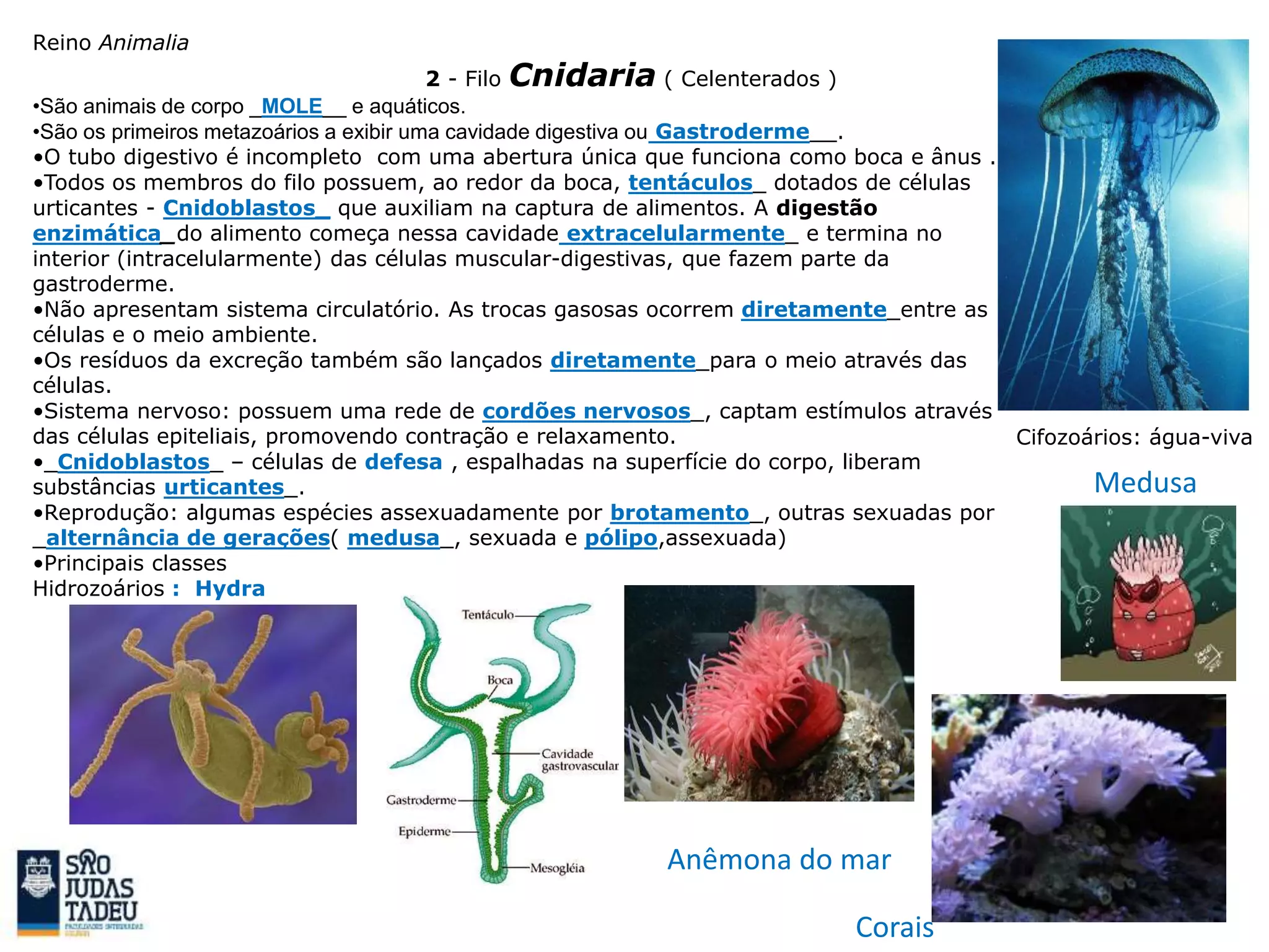Reino Animalia
2 - Filo Cnidaria ( Celenterados )
•São animais de corpo _MOLE__ e aquáticos.
•São os primeiros metazoários a exibir uma cavidade digestiva ou Gastroderme__.
•O tubo digestivo é incompleto com uma abertura única que funciona como boca e ânus .
•Todos os membros do filo possuem, ao redor da boca, tentáculos_ dotados de células
urticantes - Cnidoblastos_ que auxiliam na captura de alimentos. A digestão
enzimática_do alimento começa nessa cavidade extracelularmente_ e termina no
interior (intracelularmente) das células muscular-digestivas, que fazem parte da
gastroderme.
•Não apresentam sistema circulatório. As trocas gasosas ocorrem diretamente_entre as
células e o meio ambiente.
•Os resíduos da excreção também são lançados diretamente_para o meio através das
células.
•Sistema nervoso: possuem uma rede de cordões nervosos_, captam estímulos através
das células epiteliais, promovendo contração e relaxamento.
•_Cnidoblastos_ – células de defesa , espalhadas na superfície do corpo, liberam
substâncias urticantes_.
•Reprodução: algumas espécies assexuadamente por brotamento_, outras sexuadas por
_alternância de gerações( medusa_, sexuada e pólipo,assexuada)
•Principais classes
Hidrozoários : Hydra
Cifozoários: água-viva
Anêmona do mar
Medusa
Corais
 