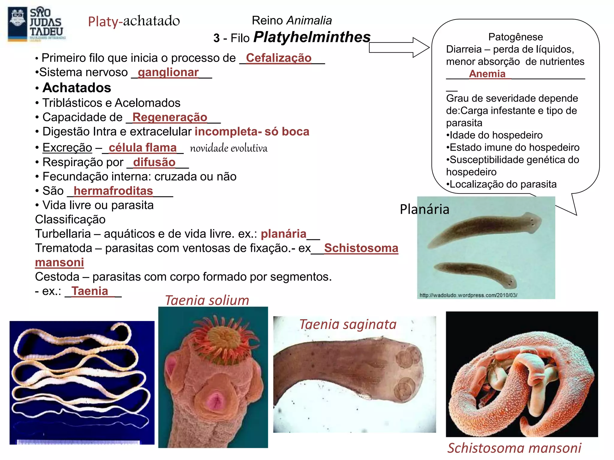Patogênese
Diarreia – perda de líquidos,
menor absorção de nutrientes
____Anemia______________
__
Grau de severidade depende
de:Carga infestante e tipo de
parasita
•Idade do hospedeiro
•Estado imune do hospedeiro
•Susceptibilidade genética do
hospedeiro
•Localização do parasita
• Primeiro filo que inicia o processo de _Cefalização__
•Sistema nervoso _ganglionar__
• Achatados
• Triblásticos e Acelomados
• Capacidade de _Regeneração__
• Digestão Intra e extracelular incompleta- só boca
• Excreção –_célula flama_ novidade evolutiva
• Respiração por _difusão__
• Fecundação interna: cruzada ou não
• São _hermafroditas___
• Vida livre ou parasita
Classificação
Turbellaria – aquáticos e de vida livre. ex.: planária__
Trematoda – parasitas com ventosas de fixação.- ex__Schistosoma
mansoni
Cestoda – parasitas com corpo formado por segmentos.
- ex.: _Taenia__
Reino Animalia
3 - Filo Platyhelminthes
Taenia solium
Taenia saginata
Schistosoma mansoni
Planária
Platy-achatado
 