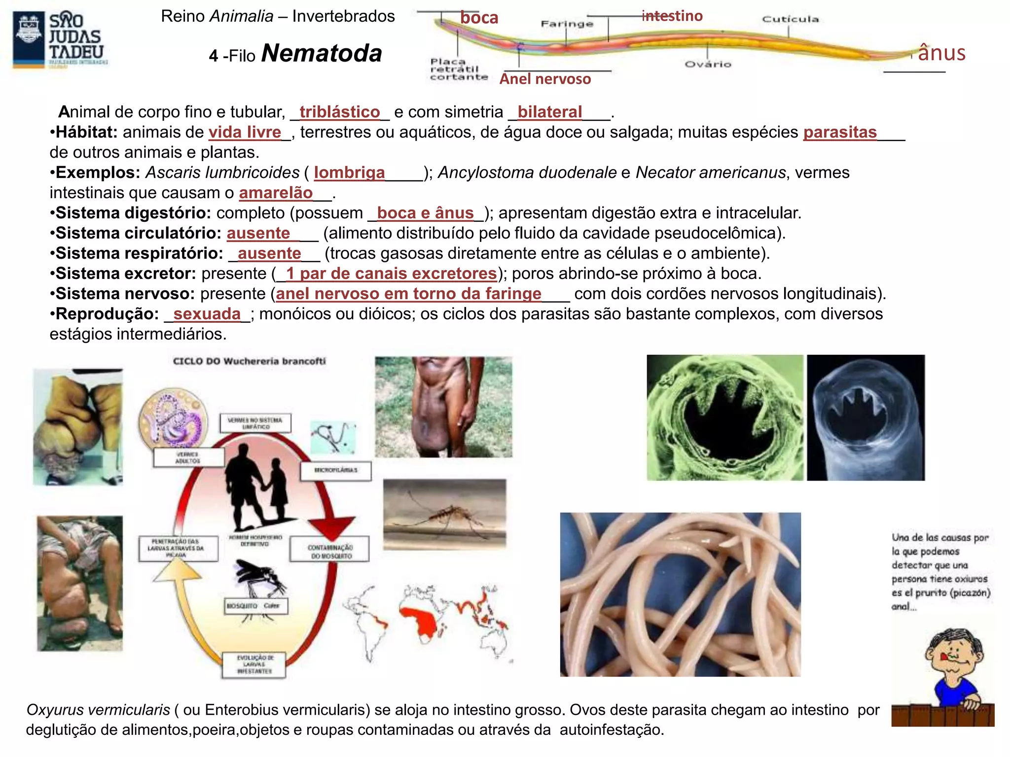 Reino Animalia – Invertebrados
4 -Filo Nematoda
Animal de corpo fino e tubular, _triblástico_ e com simetria _bilateral___.
•Hábitat: animais de vida livre_, terrestres ou aquáticos, de água doce ou salgada; muitas espécies parasitas___
de outros animais e plantas.
•Exemplos: Ascaris lumbricoides ( lombriga____); Ancylostoma duodenale e Necator americanus, vermes
intestinais que causam o amarelão__.
•Sistema digestório: completo (possuem _boca e ânus_); apresentam digestão extra e intracelular.
•Sistema circulatório: ausente___ (alimento distribuído pelo fluido da cavidade pseudocelômica).
•Sistema respiratório: _ausente__ (trocas gasosas diretamente entre as células e o ambiente).
•Sistema excretor: presente (_1 par de canais excretores); poros abrindo-se próximo à boca.
•Sistema nervoso: presente (anel nervoso em torno da faringe___ com dois cordões nervosos longitudinais).
•Reprodução: _sexuada_; monóicos ou dióicos; os ciclos dos parasitas são bastante complexos, com diversos
estágios intermediários.
Oxyurus vermicularis ( ou Enterobius vermicularis) se aloja no intestino grosso. Ovos deste parasita chegam ao intestino por
deglutição de alimentos,poeira,objetos e roupas contaminadas ou através da autoinfestação.
boca
Anel nervoso
ânus
intestino
 