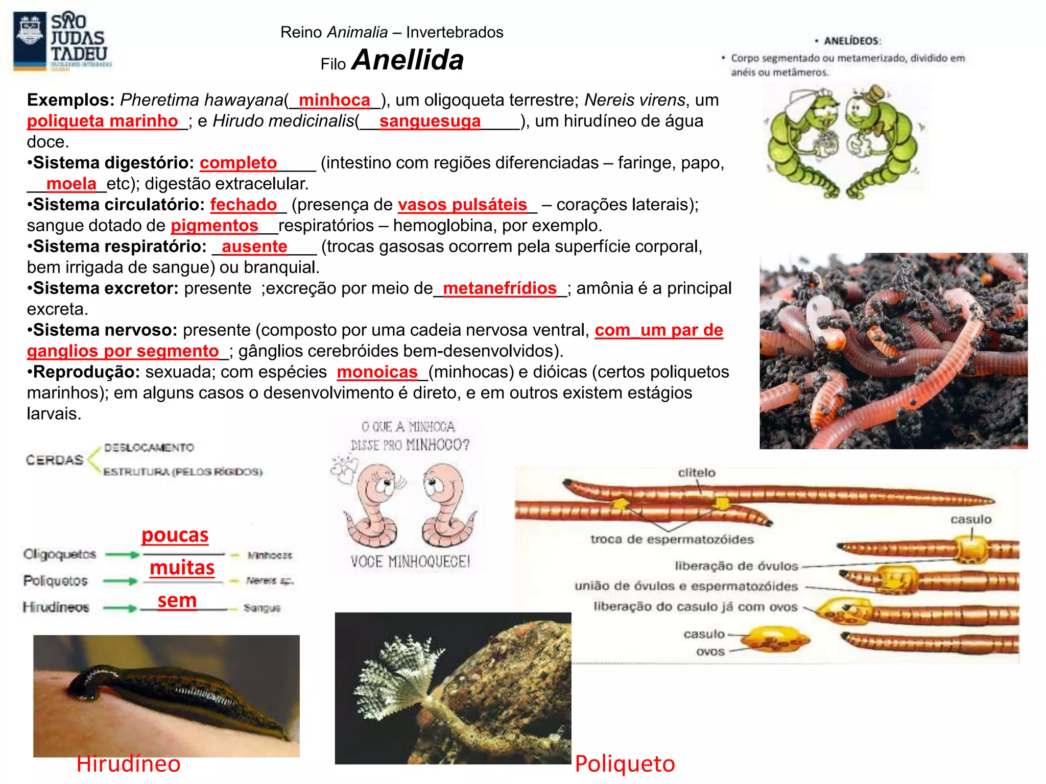 Reino Animalia – Invertebrados
Filo Anellida
Exemplos: Pheretima hawayana(_minhoca_), um oligoqueta terrestre; Nereis virens, um
poliqueta marinho_; e Hirudo medicinalis(__sanguesuga____), um hirudíneo de água
doce.
•Sistema digestório: completo____ (intestino com regiões diferenciadas – faringe, papo,
__moela_etc); digestão extracelular.
•Sistema circulatório: fechado_ (presença de vasos pulsáteis_ – corações laterais);
sangue dotado de pigmentos__respiratórios – hemoglobina, por exemplo.
•Sistema respiratório: _ausente___ (trocas gasosas ocorrem pela superfície corporal,
bem irrigada de sangue) ou branquial.
•Sistema excretor: presente ;excreção por meio de_metanefrídios_; amônia é a principal
excreta.
•Sistema nervoso: presente (composto por uma cadeia nervosa ventral, com_um par de
ganglios por segmento_; gânglios cerebróides bem-desenvolvidos).
•Reprodução: sexuada; com espécies monoicas_(minhocas) e dióicas (certos poliquetos
marinhos); em alguns casos o desenvolvimento é direto, e em outros existem estágios
larvais.
poucas
muitas
sem
Hirudíneo Poliqueto
 