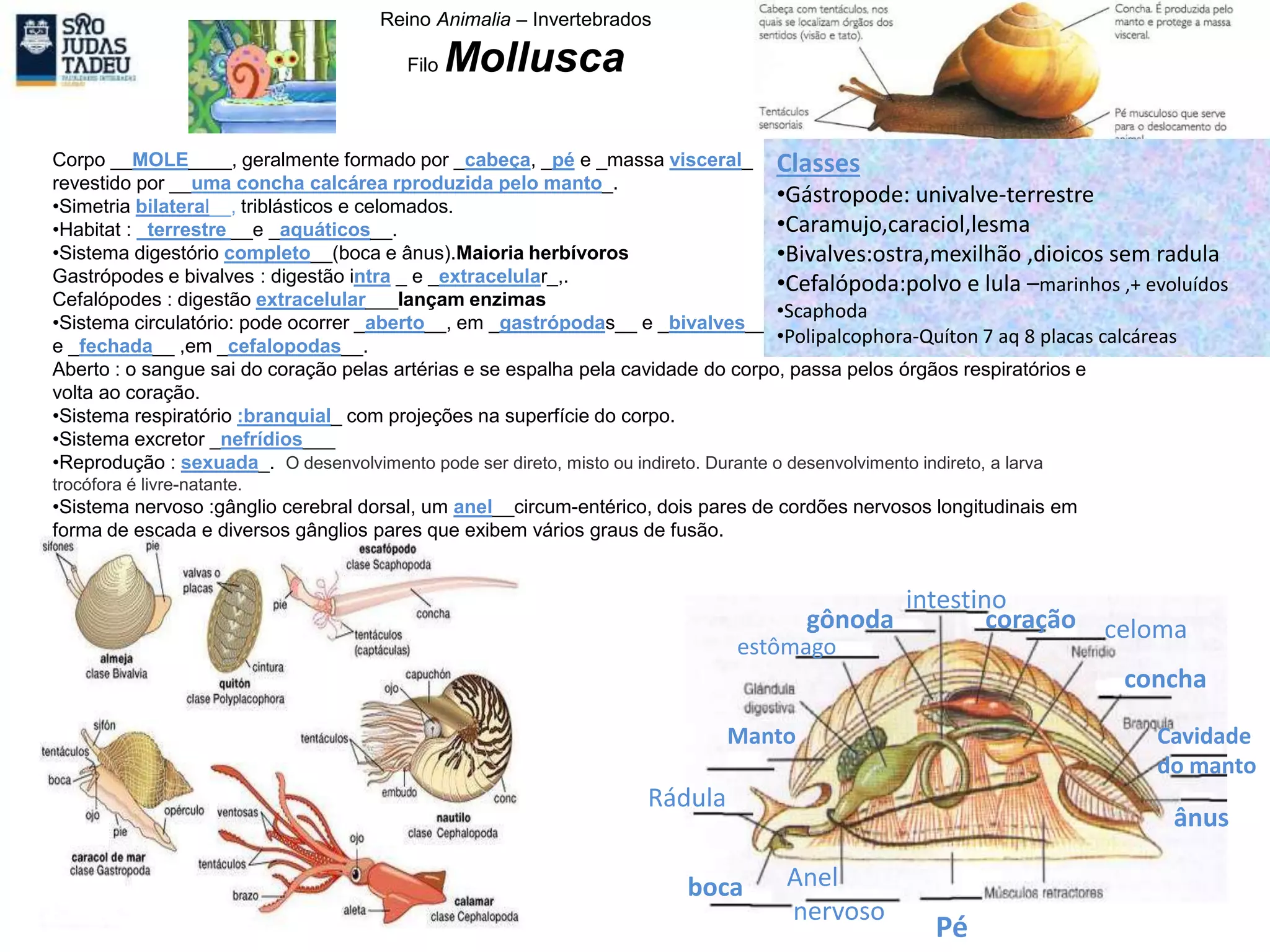 Reino Animalia – Invertebrados
Filo Mollusca
Corpo __MOLE____, geralmente formado por _cabeça, _pé e _massa visceral_
revestido por __uma concha calcárea rproduzida pelo manto_.
•Simetria bilateral__, triblásticos e celomados.
•Habitat : _terrestre __e _aquáticos__.
•Sistema digestório completo__(boca e ânus).Maioria herbívoros
Gastrópodes e bivalves : digestão intra _ e _extracelular_,.
Cefalópodes : digestão extracelular___lançam enzimas
•Sistema circulatório: pode ocorrer _aberto__, em _gastrópodas__ e _bivalves__
e _fechada__ ,em _cefalopodas__.
Aberto : o sangue sai do coração pelas artérias e se espalha pela cavidade do corpo, passa pelos órgãos respiratórios e
volta ao coração.
•Sistema respiratório :branquial_ com projeções na superfície do corpo.
•Sistema excretor _nefrídios___
•Reprodução : sexuada_. O desenvolvimento pode ser direto, misto ou indireto. Durante o desenvolvimento indireto, a larva
trocófora é livre-natante.
•Sistema nervoso :gânglio cerebral dorsal, um anel__circum-entérico, dois pares de cordões nervosos longitudinais em
forma de escada e diversos gânglios pares que exibem vários graus de fusão.
intestino
gônoda coração celoma
concha
estômago
Manto
Rádula
boca Anel
nervoso
Pé
ânus
Cavidade
do manto
Classes
•Gástropode: univalve-terrestre
•Caramujo,caraciol,lesma
•Bivalves:ostra,mexilhão ,dioicos sem radula
•Cefalópoda:polvo e lula –marinhos ,+ evoluídos
•Scaphoda
•Polipalcophora-Quíton 7 aq 8 placas calcáreas
 