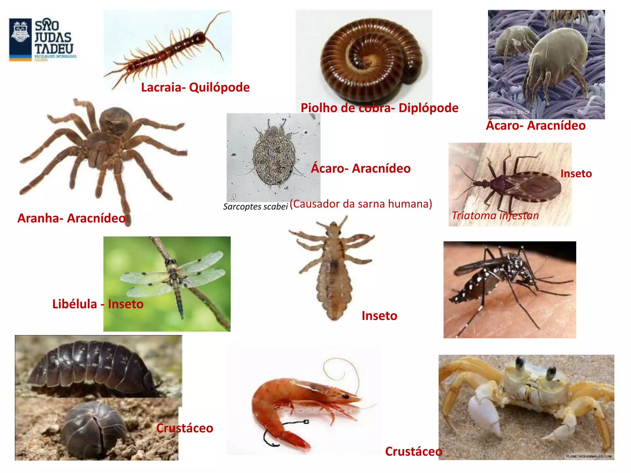Sarcoptes scabei
Lacraia- Quilópode
Piolho de cobra- Diplópode
Ácaro- Aracnídeo
Aranha- Aracnídeo
Ácaro- Aracnídeo
(Causador da sarna humana)
Inseto
Triatoma infestan
Libélula - Inseto
Inseto
Crustáceo
Crustáceo
 