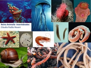 Reino Animalia
Invertebrados
Cláudia Padão Rovani
Reino Animalia Invertebrados
Cláudia Padão Rovani
 