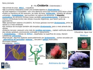 Reino Animalia
2 - Filo Cnidaria ( Celenterados )
•São animais de corpo _MOLE__ e aquáticos.
•São os primeiros metazoários a exibir uma cavidade digestiva ou Gastroderme__.
•O tubo digestivo é incompleto com uma abertura única que funciona como boca e ânus .
•Todos os membros do filo possuem, ao redor da boca, tentáculos_ dotados de células
urticantes - Cnidoblastos_ que auxiliam na captura de alimentos. A digestão
enzimática_do alimento começa nessa cavidade extracelularmente_ e termina no
interior (intracelularmente) das células muscular-digestivas, que fazem parte da
gastroderme.
•Não apresentam sistema circulatório. As trocas gasosas ocorrem diretamente_entre as
células e o meio ambiente.
•Os resíduos da excreção também são lançados diretamente_para o meio através das
células.
•Sistema nervoso: possuem uma rede de cordões nervosos_, captam estímulos através
das células epiteliais, promovendo contração e relaxamento.
•_Cnidoblastos_ – células de defesa , espalhadas na superfície do corpo, liberam
substâncias urticantes_.
•Reprodução: algumas espécies assexuadamente por brotamento_, outras sexuadas por
_alternância de gerações( medusa_, sexuada e pólipo,assexuada)
•Principais classes
Hidrozoários : Hydra
Cifozoários: água-viva
Anêmona do mar
Medusa
Corais
 