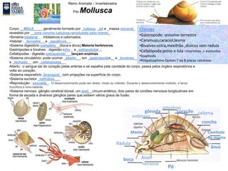 Reino Animalia – Invertebrados
Filo Mollusca
Corpo __MOLE____, geralmente formado por _cabeça, _pé e _massa visceral_
revestido por __uma concha calcárea rproduzida pelo manto_.
•Simetria bilateral__, triblásticos e celomados.
•Habitat : _terrestre __e _aquáticos__.
•Sistema digestório completo__(boca e ânus).Maioria herbívoros
Gastrópodes e bivalves : digestão intra _ e _extracelular_,.
Cefalópodes : digestão extracelular___lançam enzimas
•Sistema circulatório: pode ocorrer _aberto__, em _gastrópodas__ e _bivalves__
e _fechada__ ,em _cefalopodas__.
Aberto : o sangue sai do coração pelas artérias e se espalha pela cavidade do corpo, passa pelos órgãos respiratórios e
volta ao coração.
•Sistema respiratório :branquial_ com projeções na superfície do corpo.
•Sistema excretor _nefrídios___
•Reprodução : sexuada_. O desenvolvimento pode ser direto, misto ou indireto. Durante o desenvolvimento indireto, a larva
trocófora é livre-natante.
•Sistema nervoso :gânglio cerebral dorsal, um anel__circum-entérico, dois pares de cordões nervosos longitudinais em
forma de escada e diversos gânglios pares que exibem vários graus de fusão.
intestino
gônoda coração celoma
concha
estômago
Manto
Rádula
boca Anel
nervoso
Pé
ânus
Cavidade
do manto
Classes
•Gástropode: univalve-terrestre
•Caramujo,caraciol,lesma
•Bivalves:ostra,mexilhão ,dioicos sem radula
•Cefalópoda:polvo e lula –marinhos ,+ evoluídos
•Scaphoda
•Polipalcophora-Quíton 7 aq 8 placas calcáreas
 