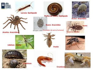 Sarcoptes scabei
Lacraia- Quilópode
Piolho de cobra- Diplópode
Ácaro- Aracnídeo
Aranha- Aracnídeo
Ácaro- Aracnídeo
(Causador da sarna humana)
Inseto
Triatoma infestan
Libélula - Inseto
Inseto
Crustáceo
Crustáceo
 